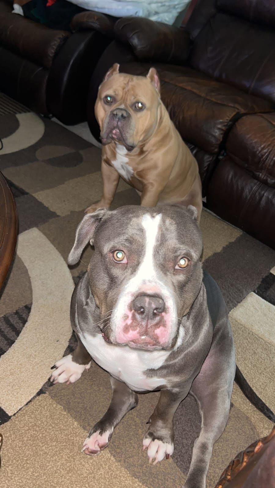 Lost dog
