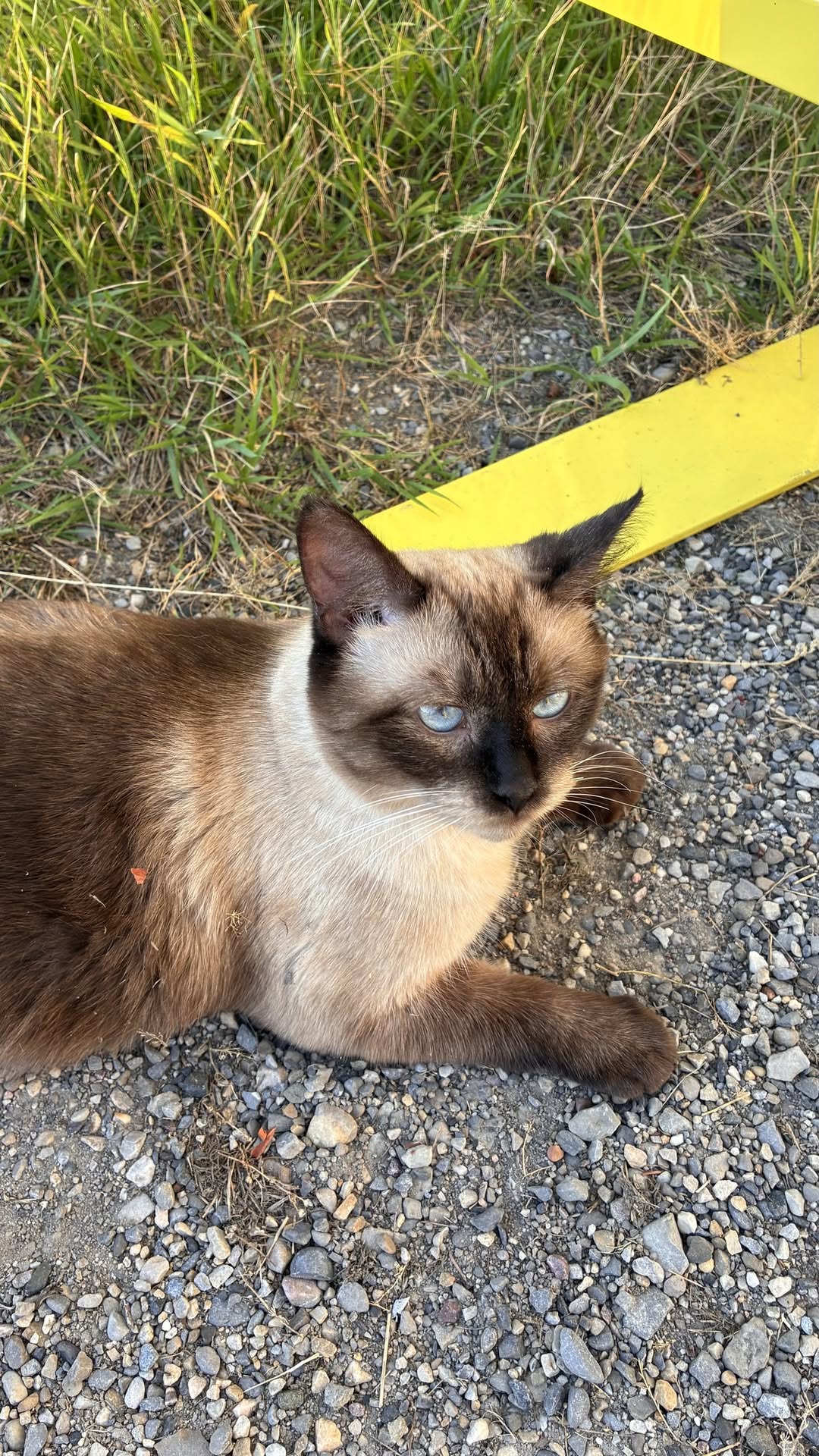 Found cat
