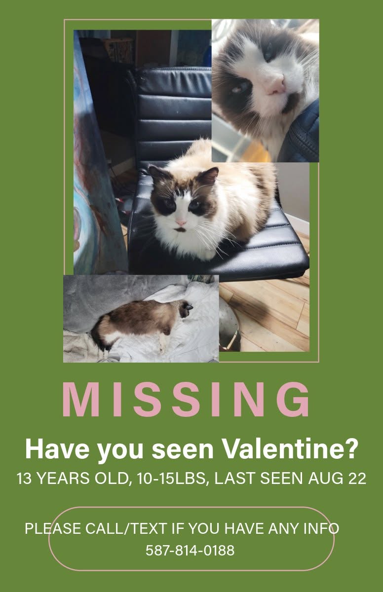 Lost Cat in Calgary