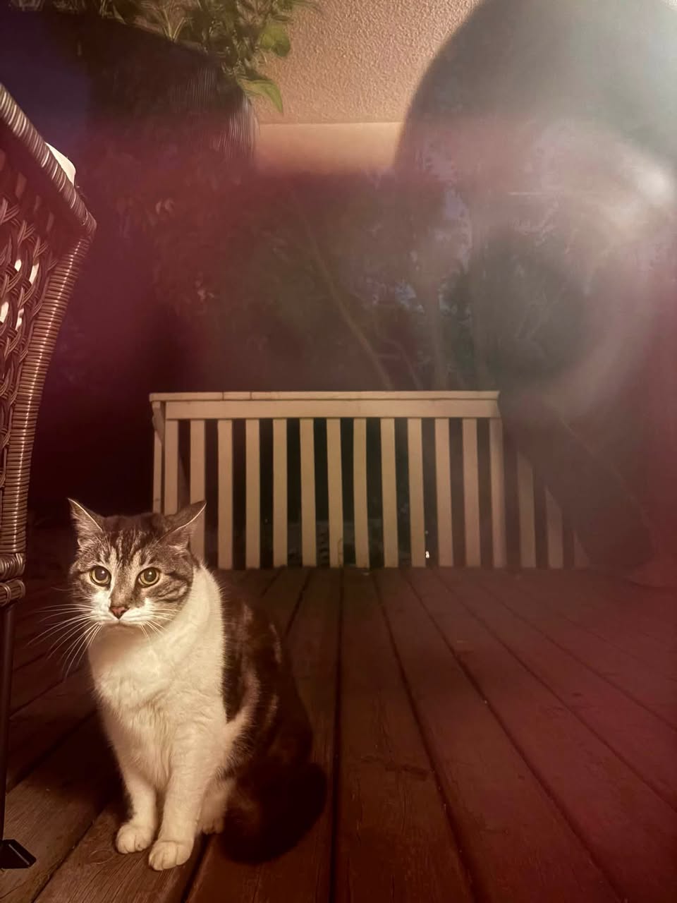 Found cat