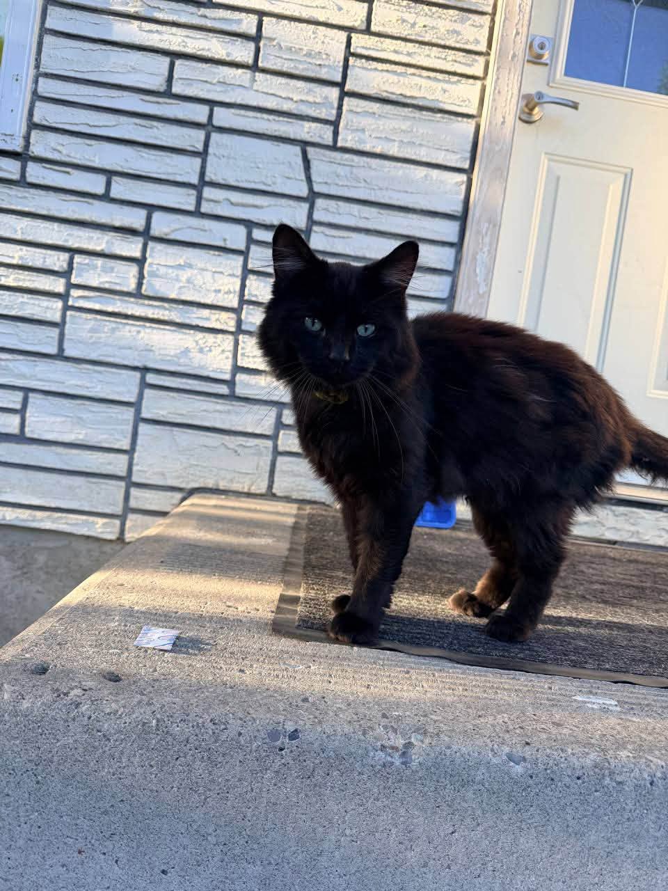 Found cat