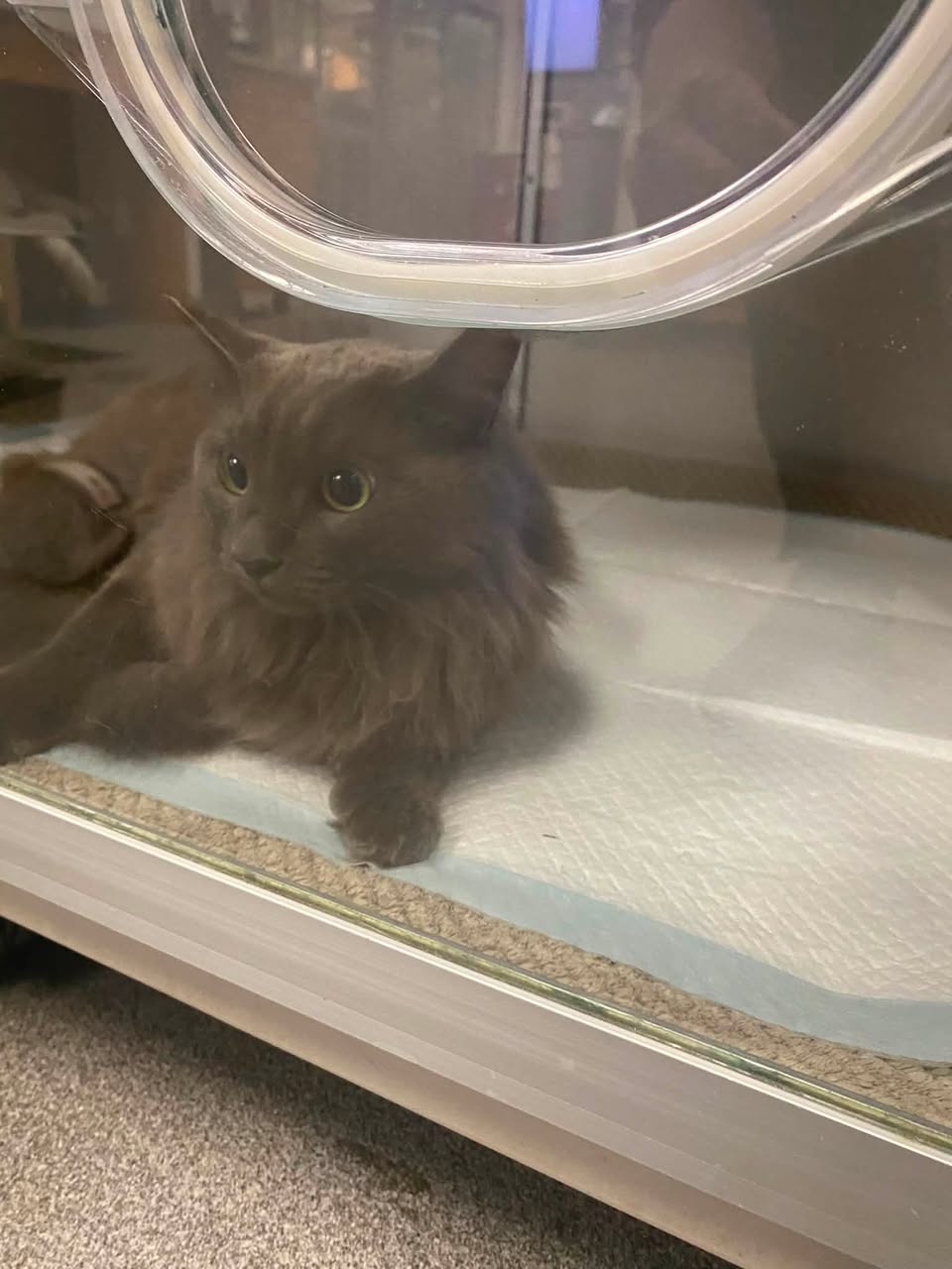 Found cat