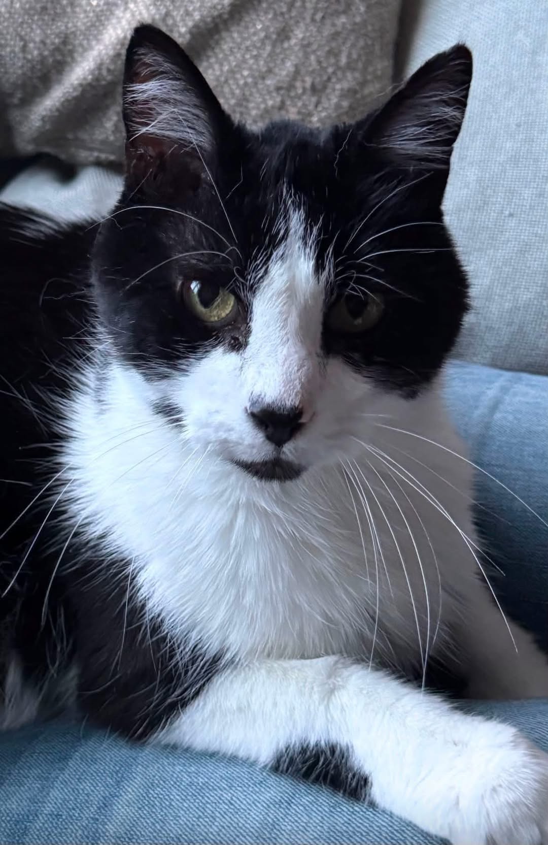Lost Cat in Walgrove Heath