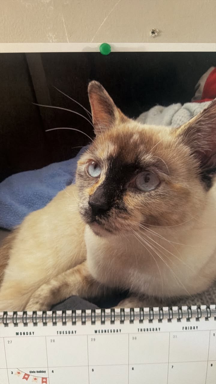 Lost cat