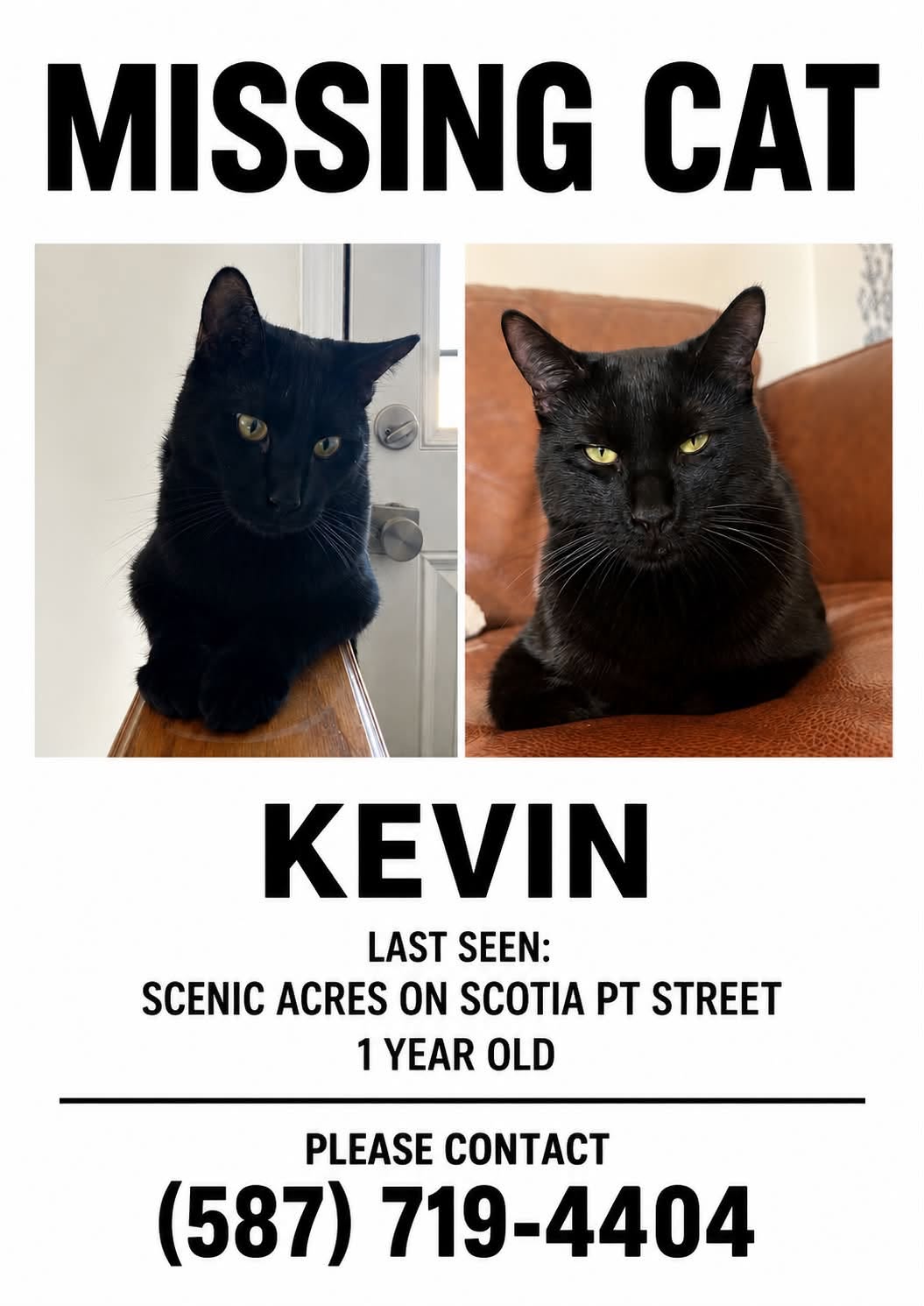 Lost cat