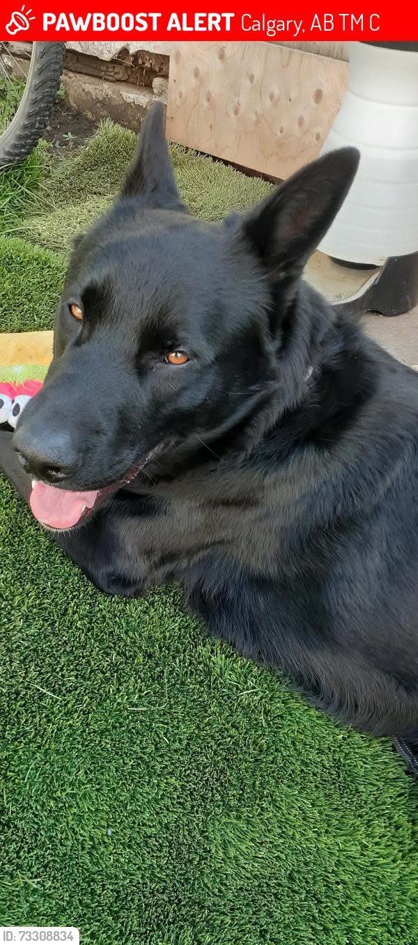 Lost Dog in Calgary