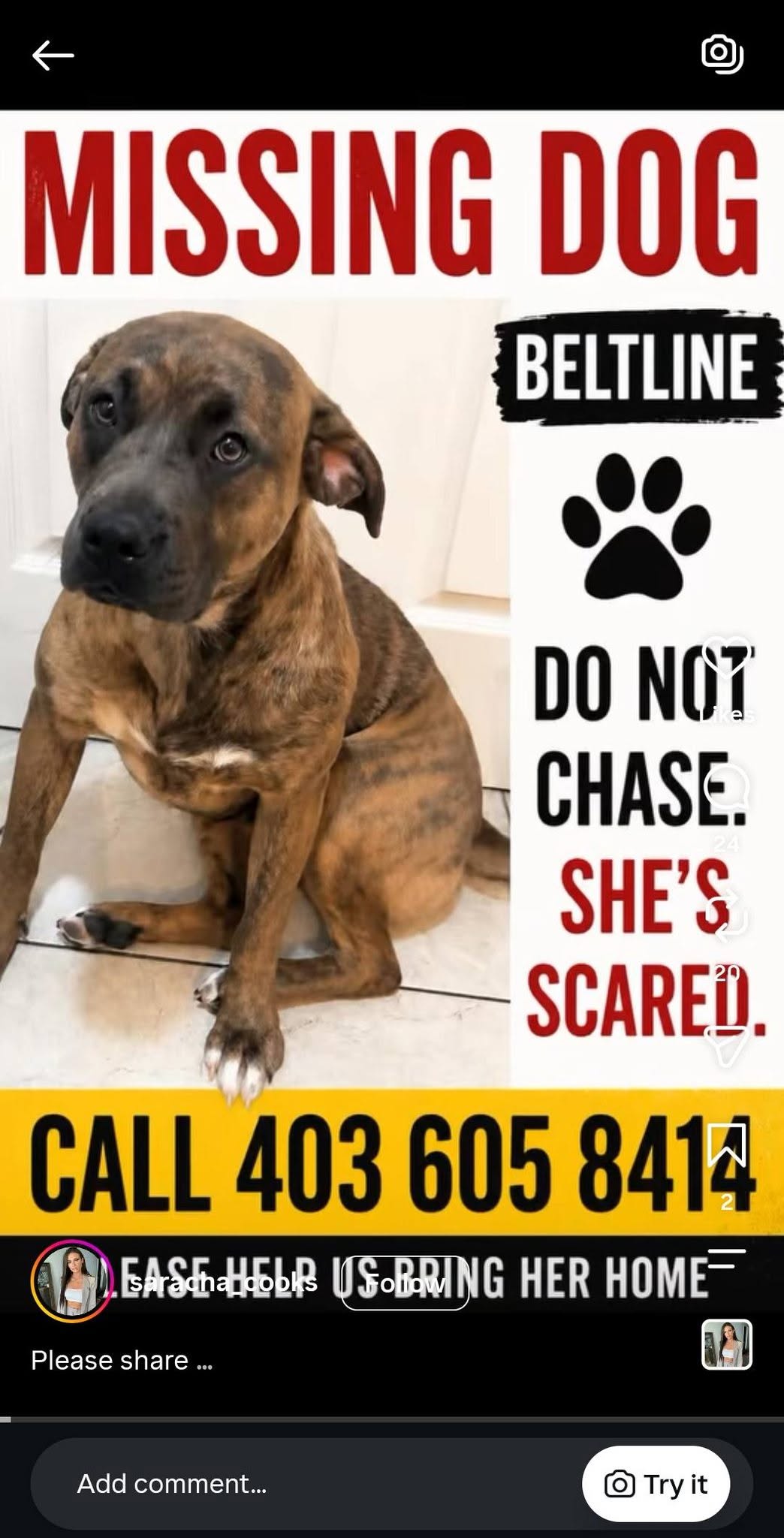 Lost Dog in Beltline