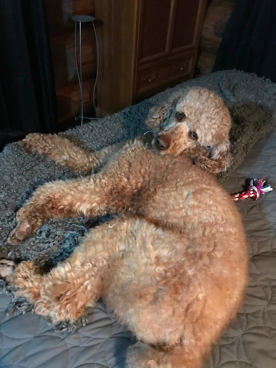 Found dog