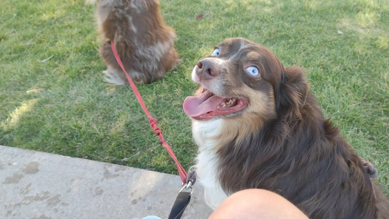 Found dog