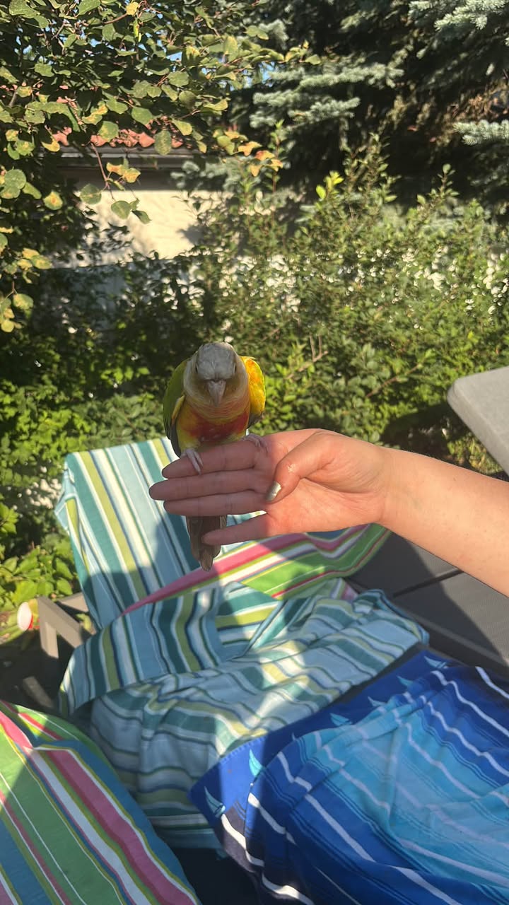 Found bird