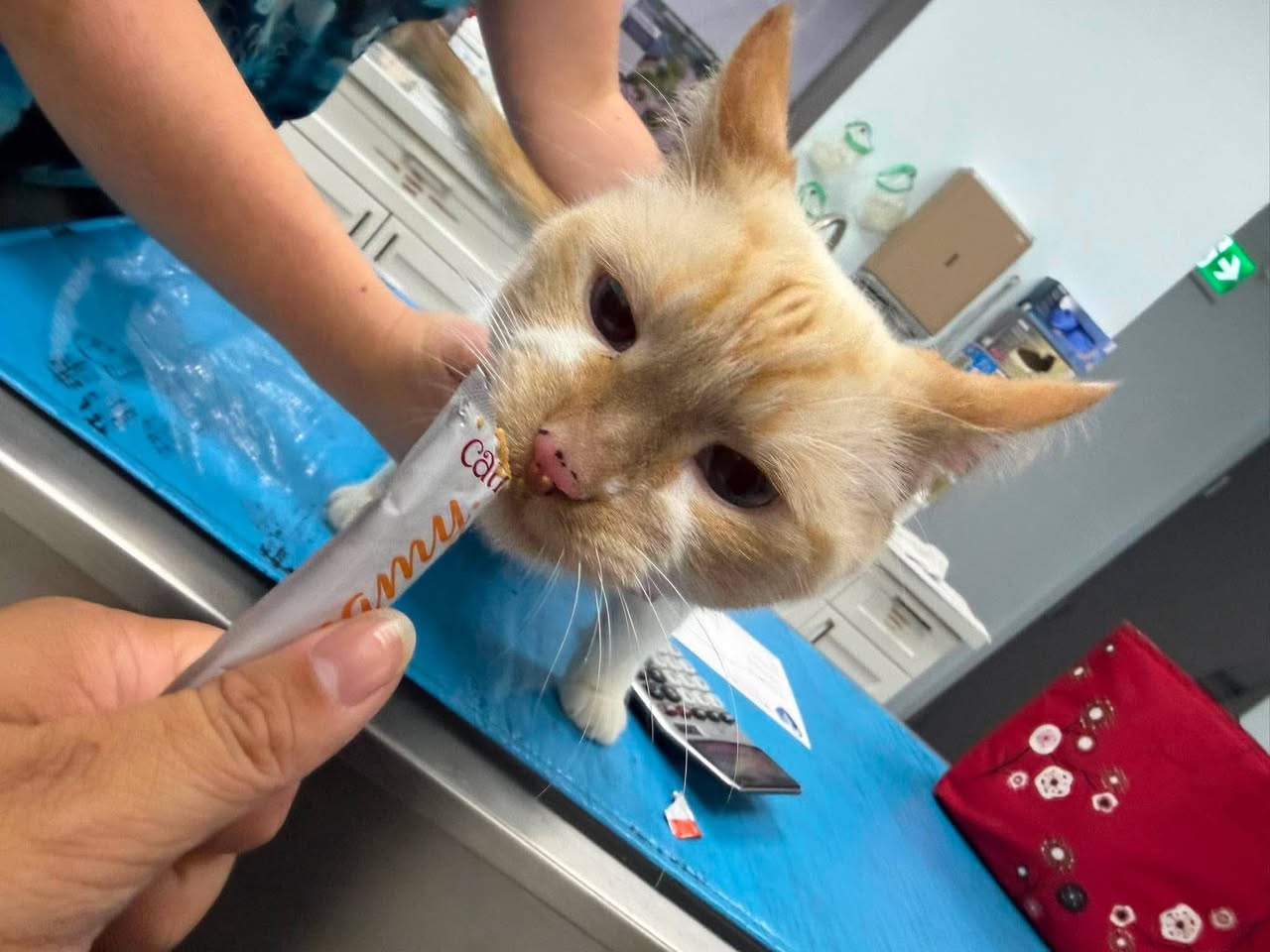 Found cat