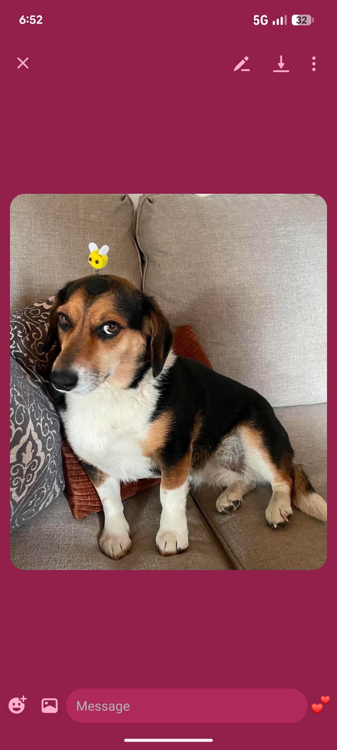 Lost dog