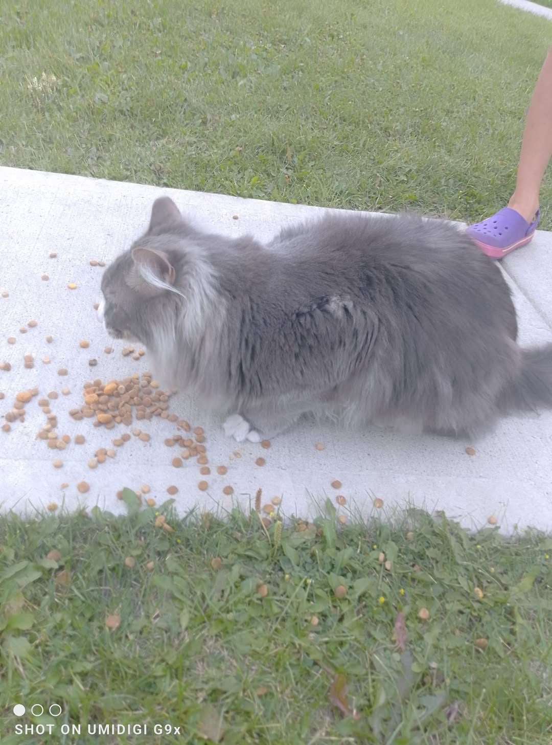 Found cat