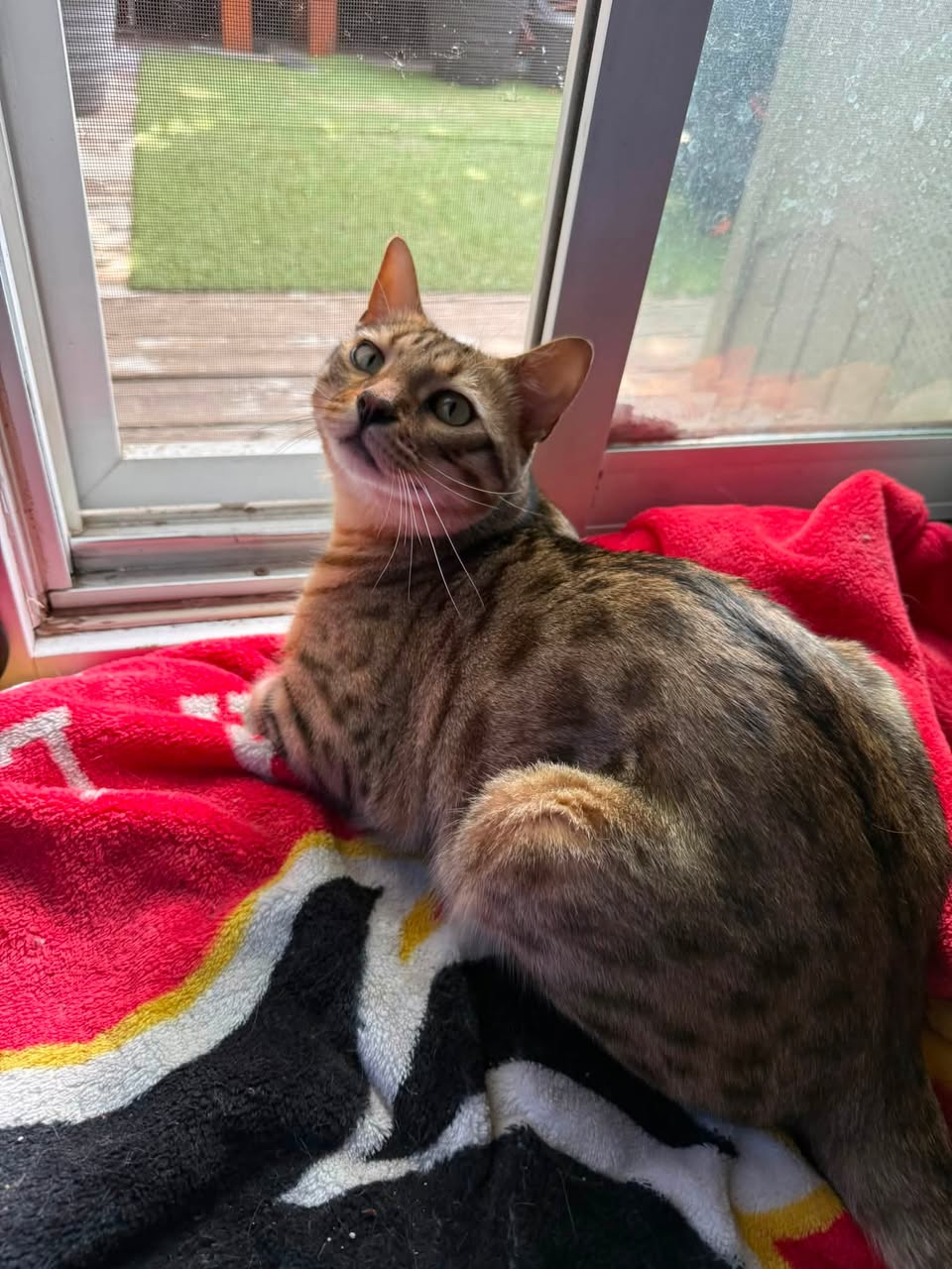 Lost Cat in Acadia