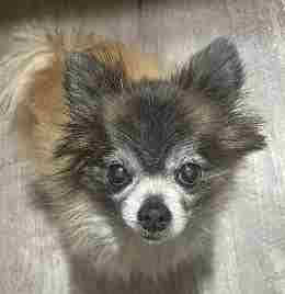 Lost dog