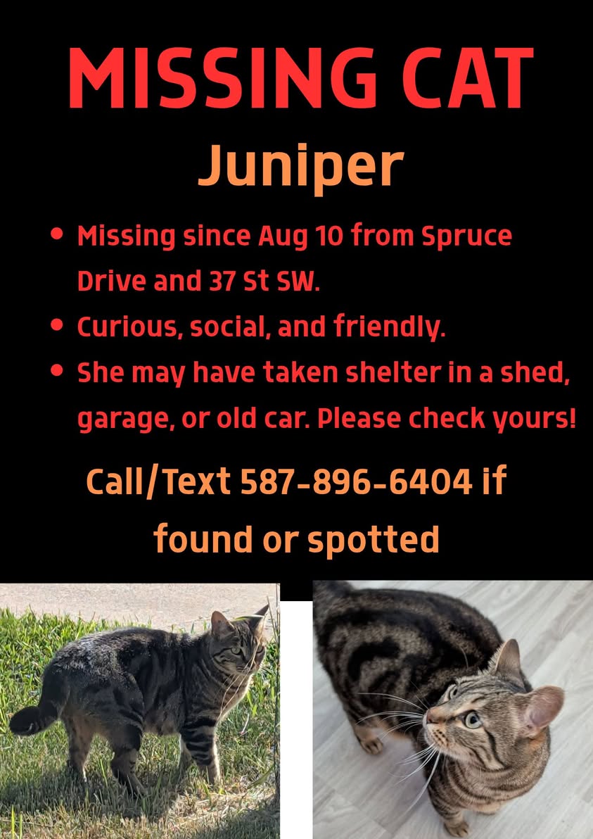 Lost Cat in Calgary
