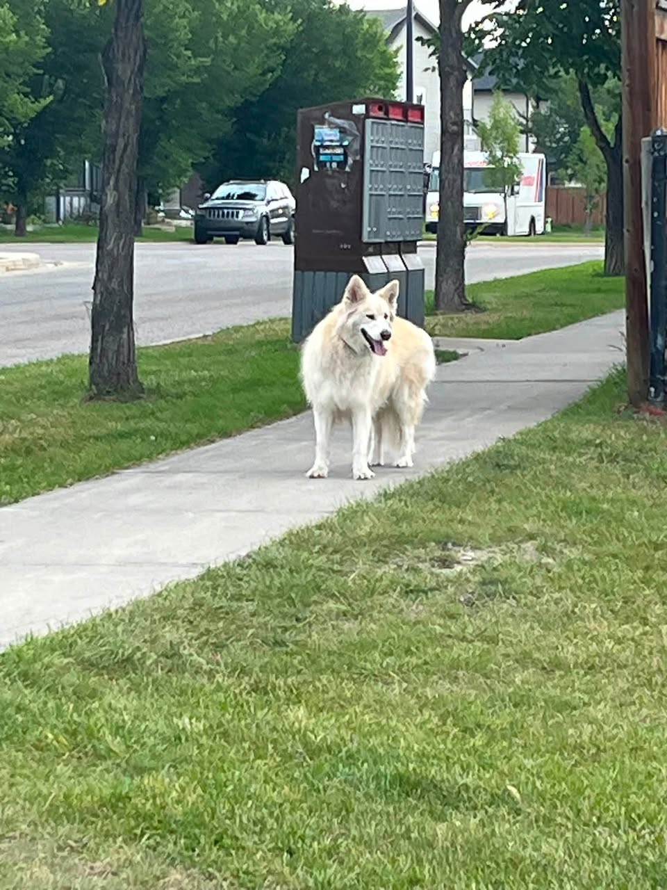 Found dog