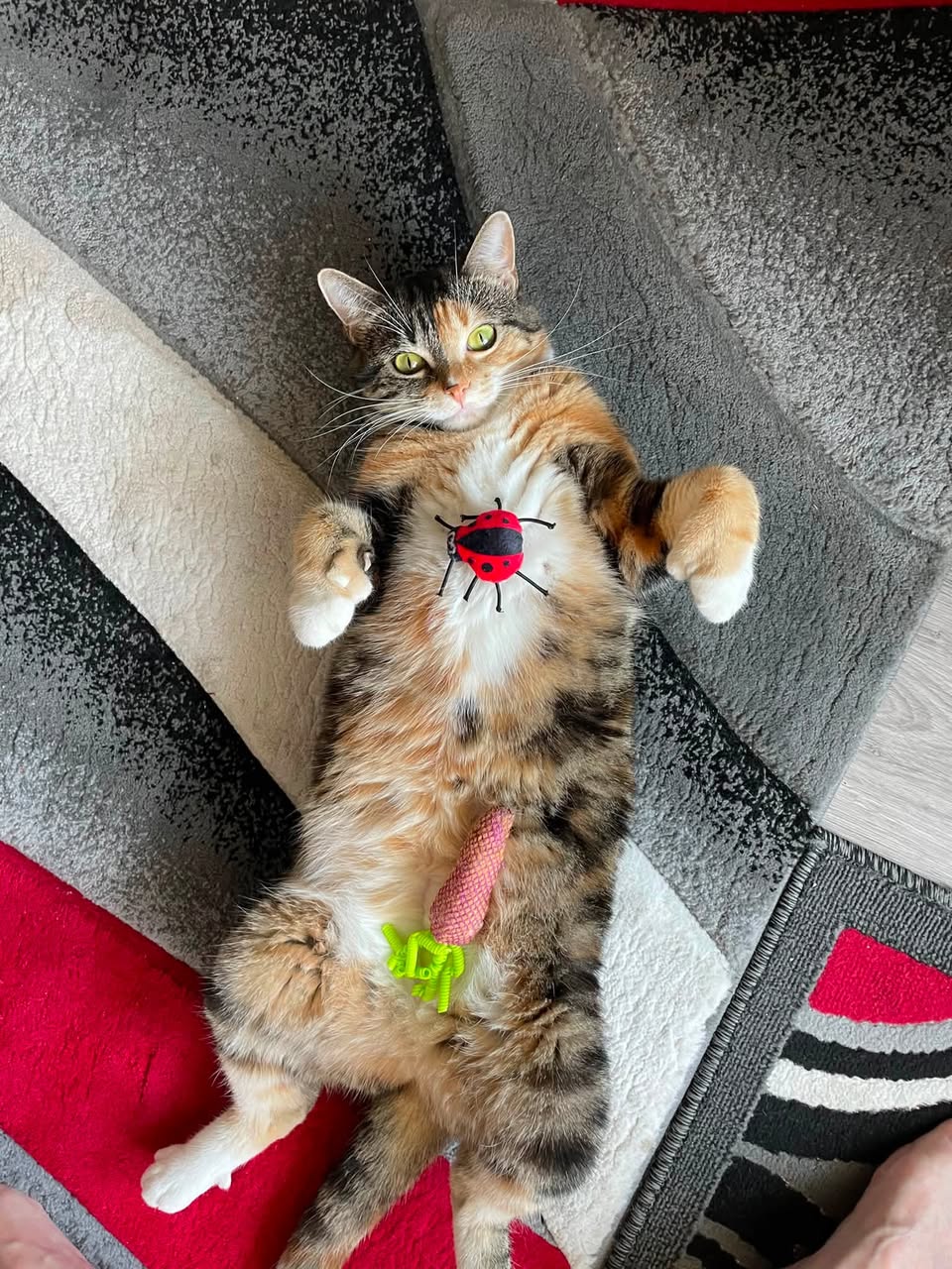 Lost Cat in Calgary