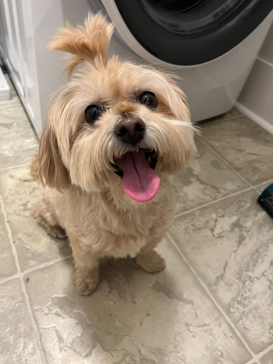 Found dog
