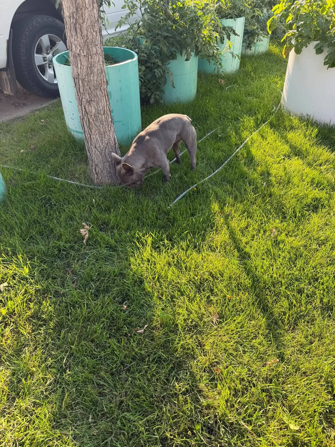 Found dog