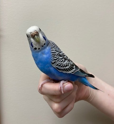 Found budgie