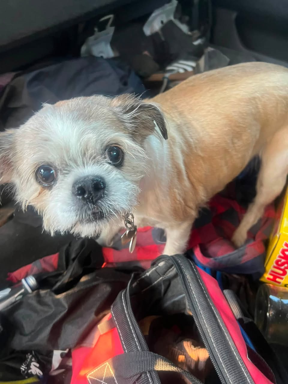 Found dog