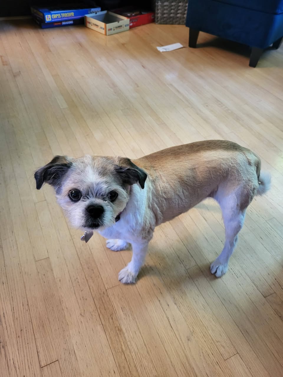 Lost dog