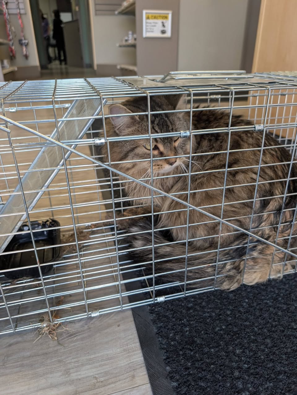 Found cat