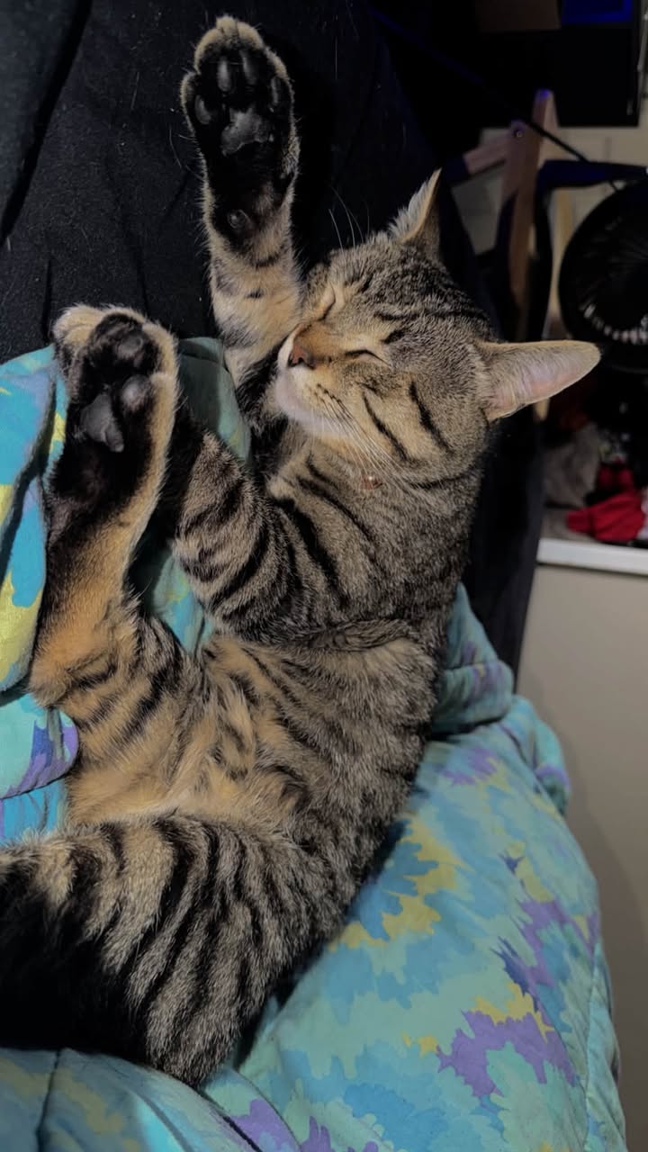 Lost Cat in Mardale / Marlborough