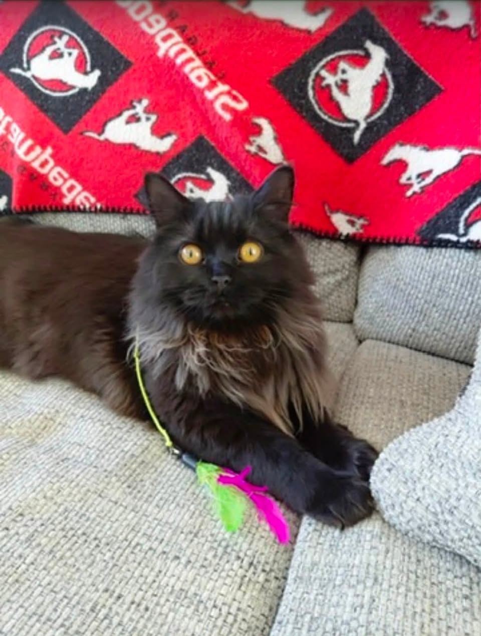 Lost Cat in Spruce Cliff / Wildwood