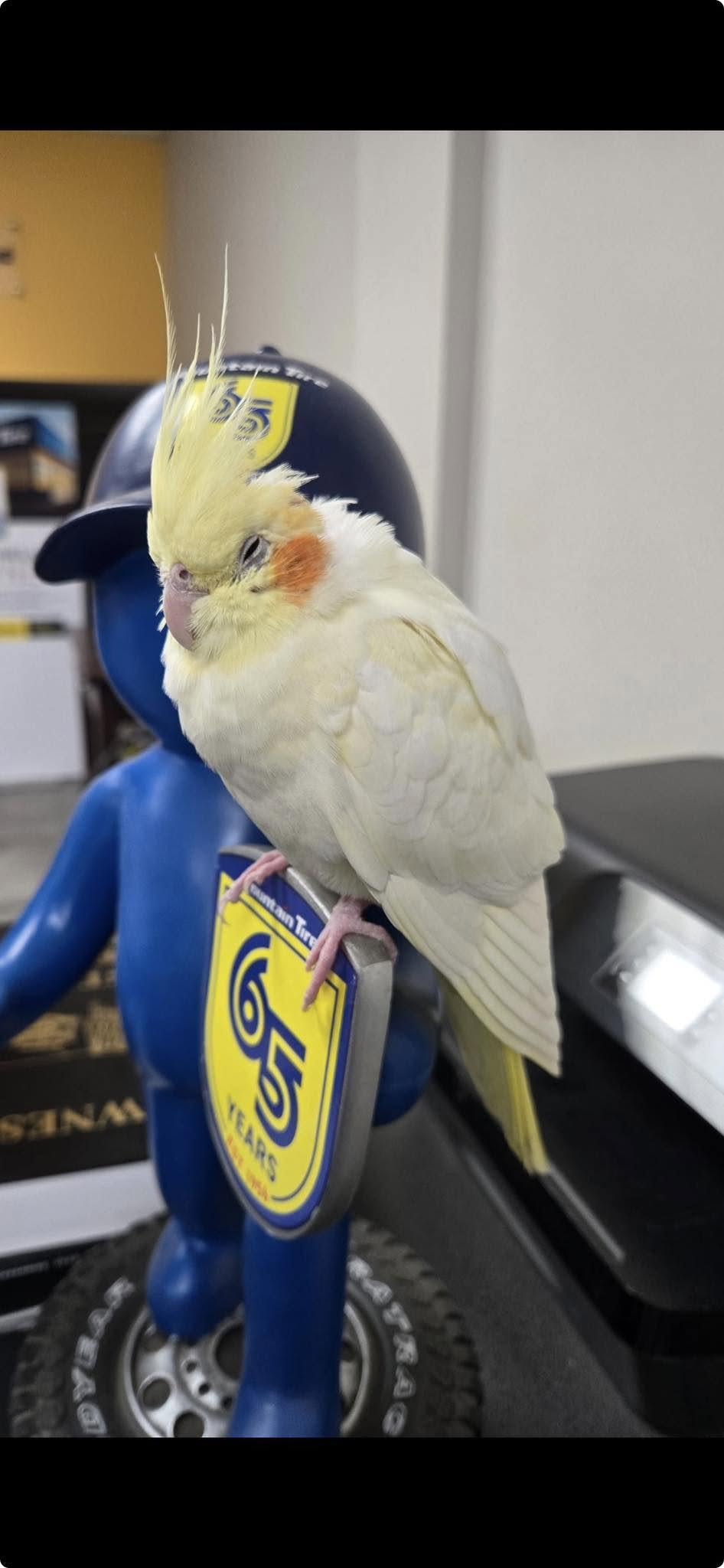 Found bird