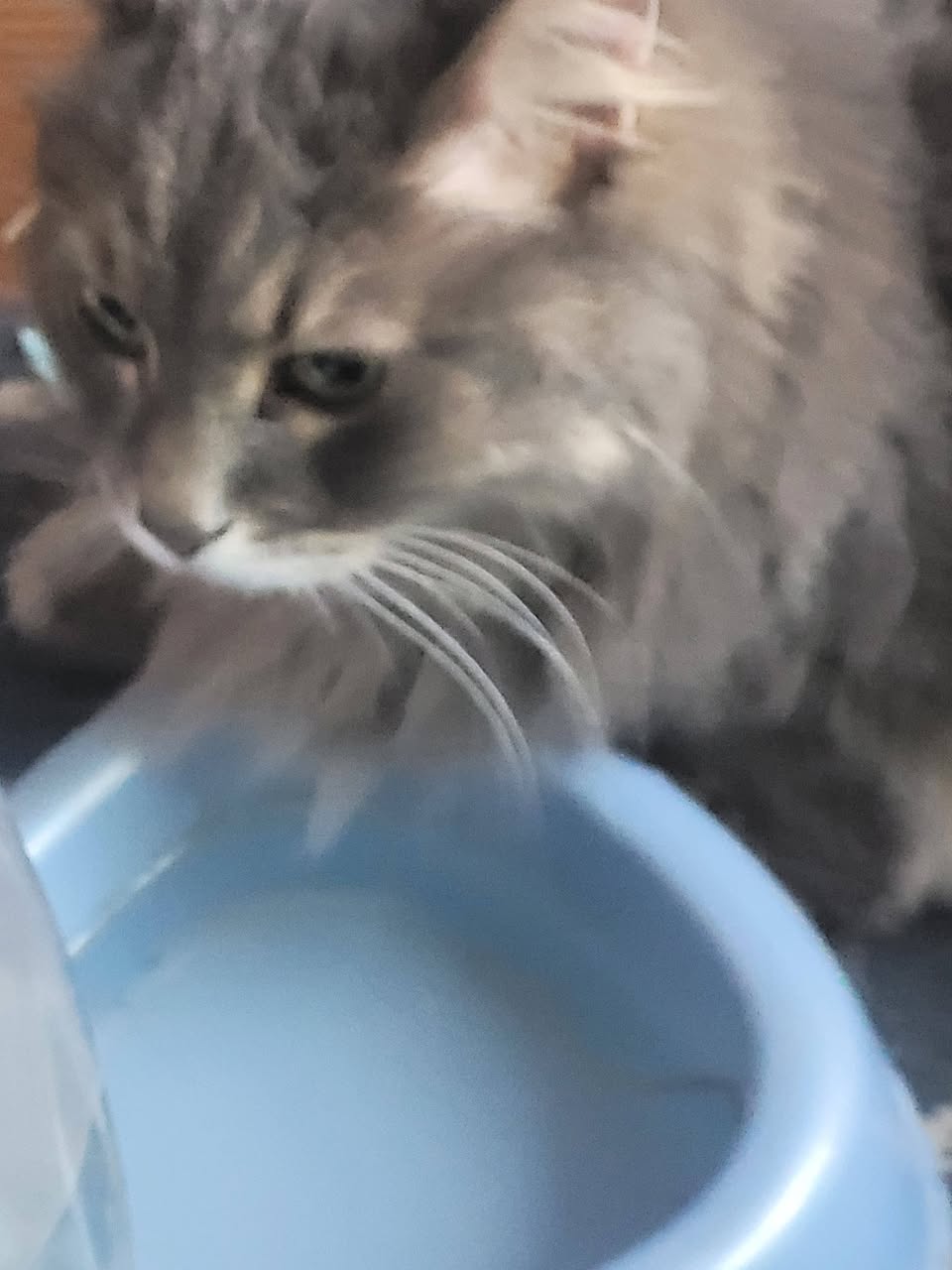 Found cat