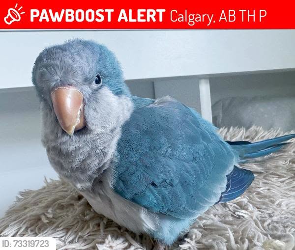 Lost Bird in Calgary