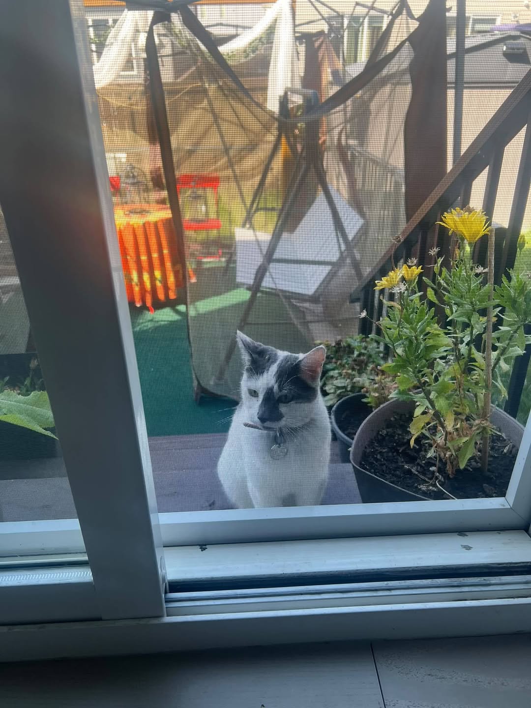 Found cat