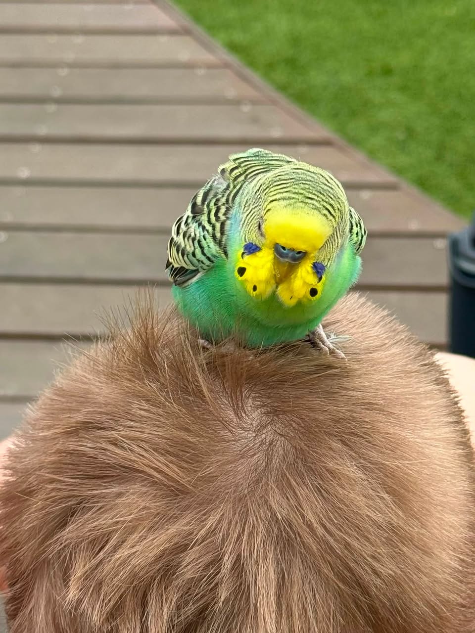 Found budgie