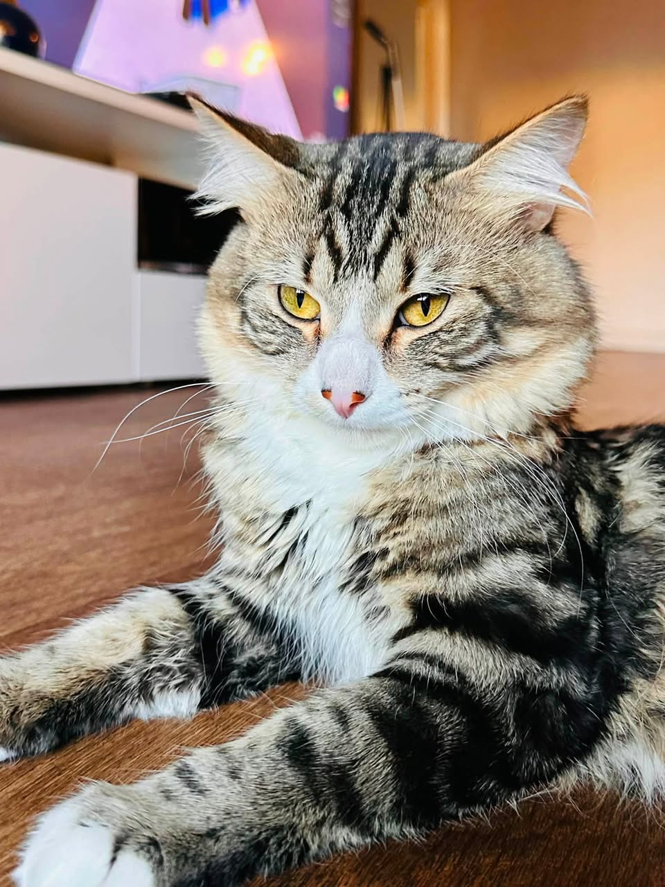Lost Cat in Marlborough