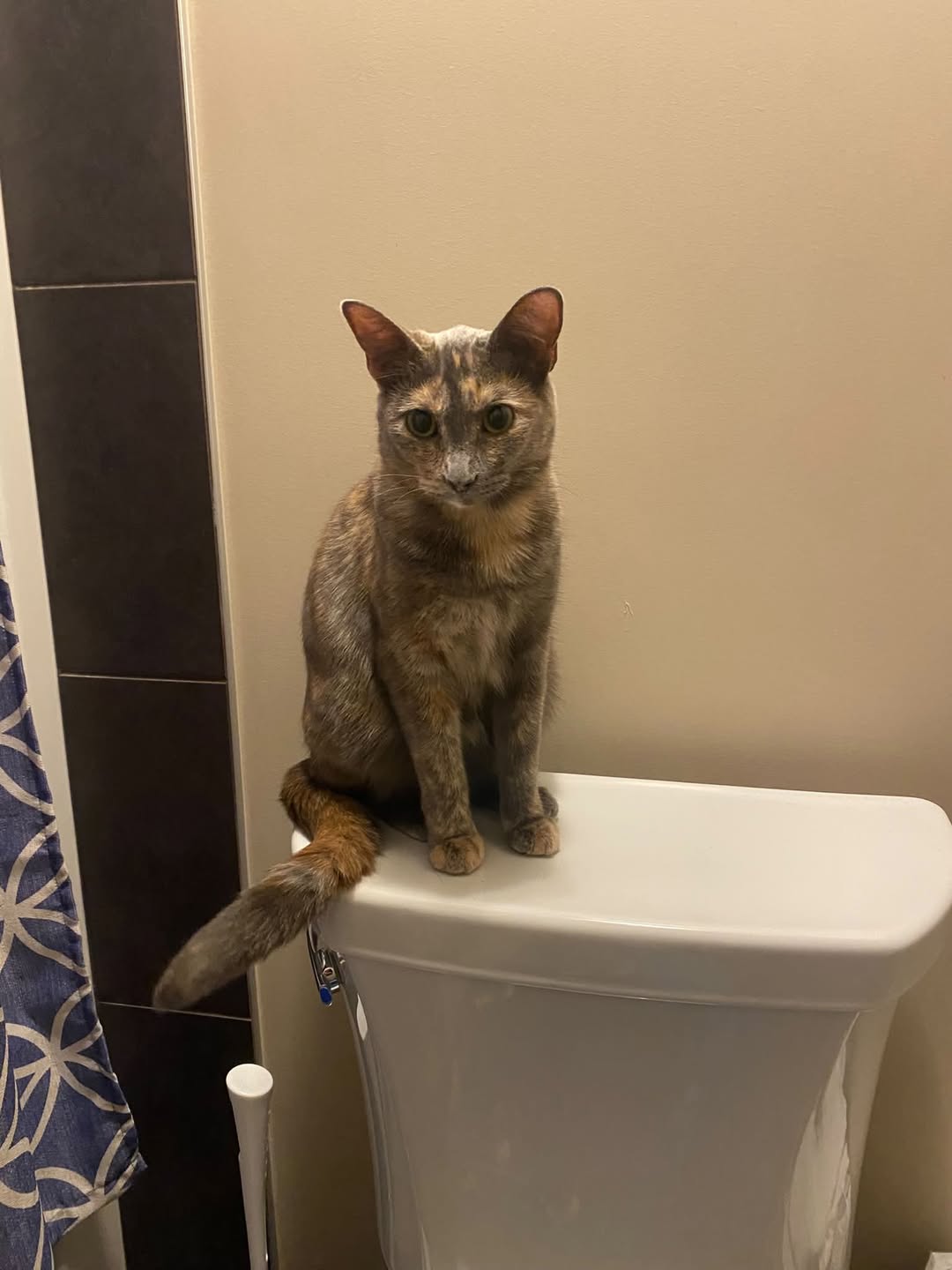 Lost Cat in Auburn Bay