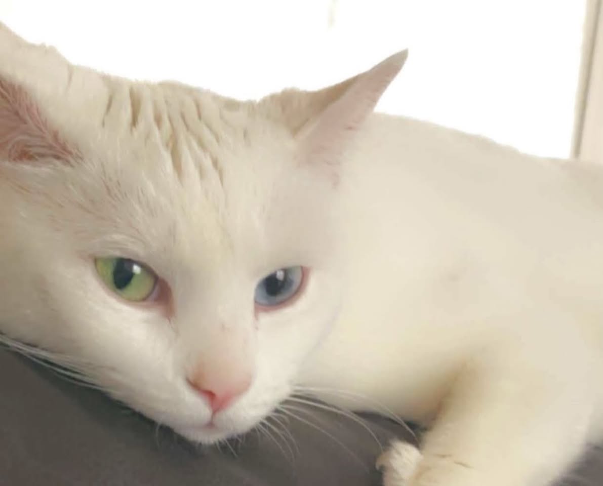 Lost Cat in Martinview Crescent NE