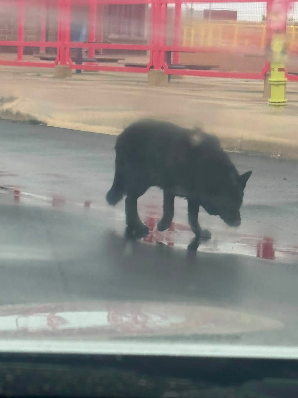 Found dog