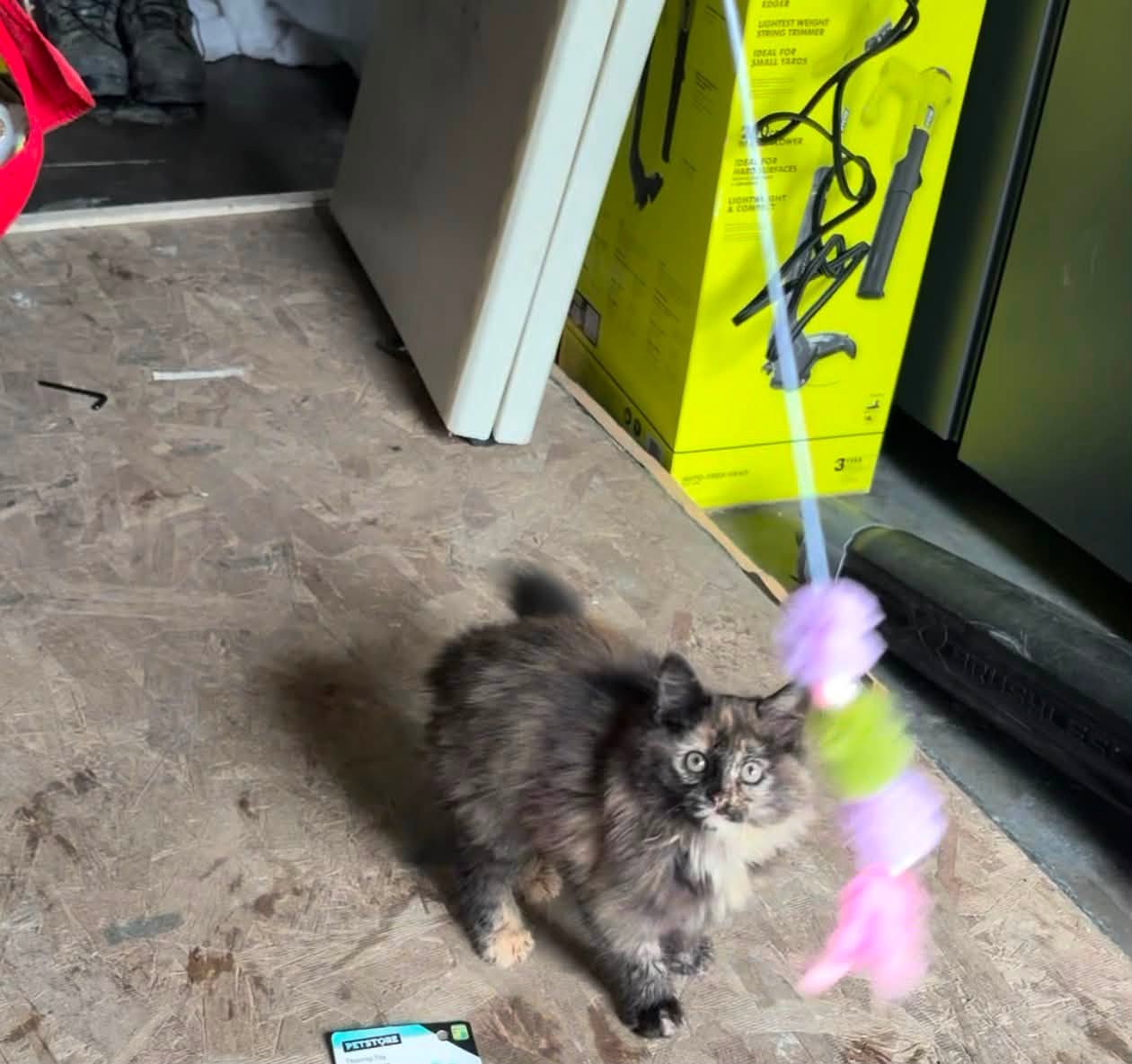 Lost Cat in Calgary