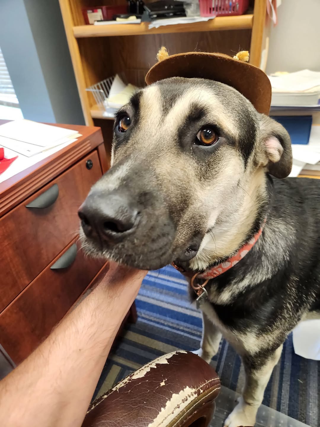 Lost Dog in Mission