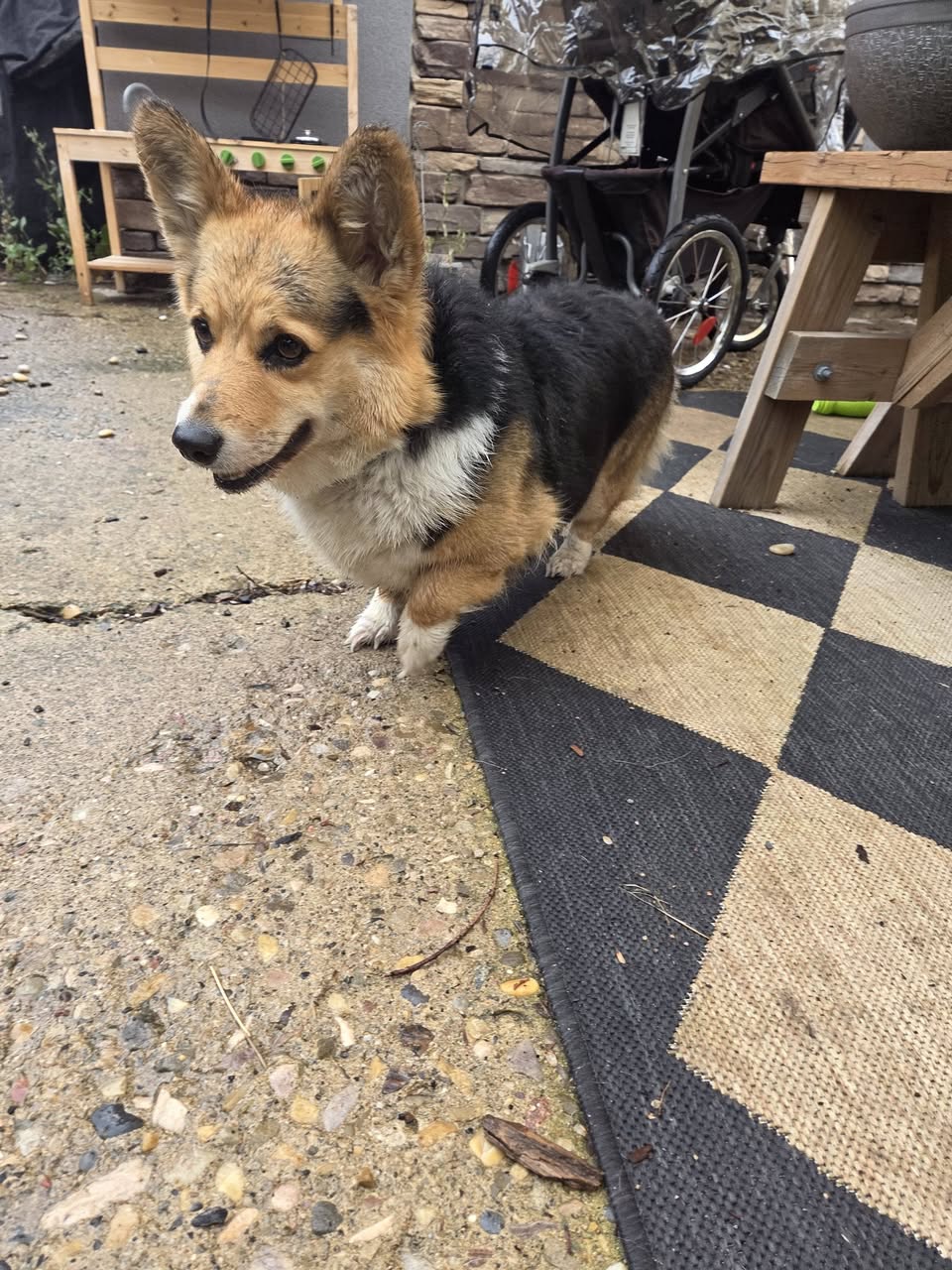 Found dog