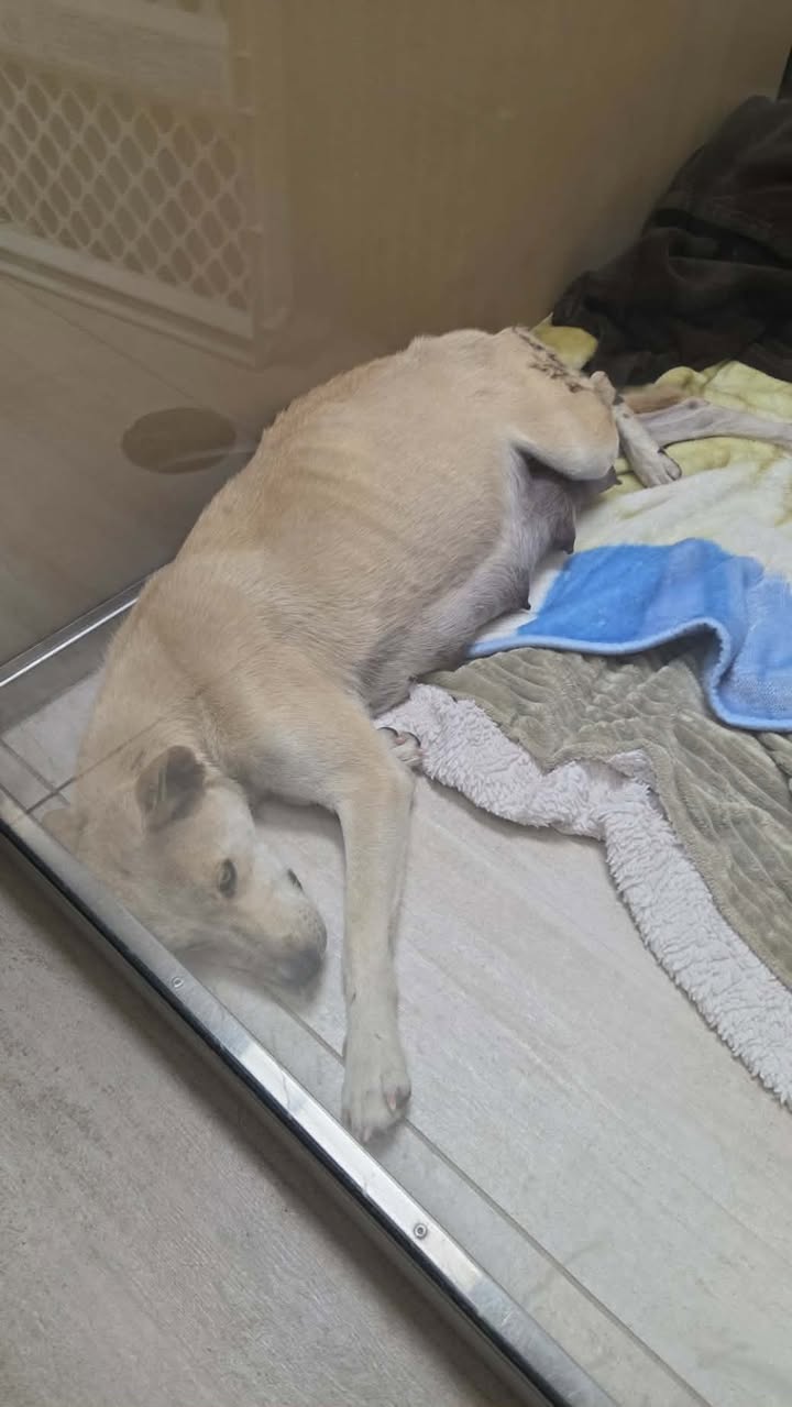 Found dog