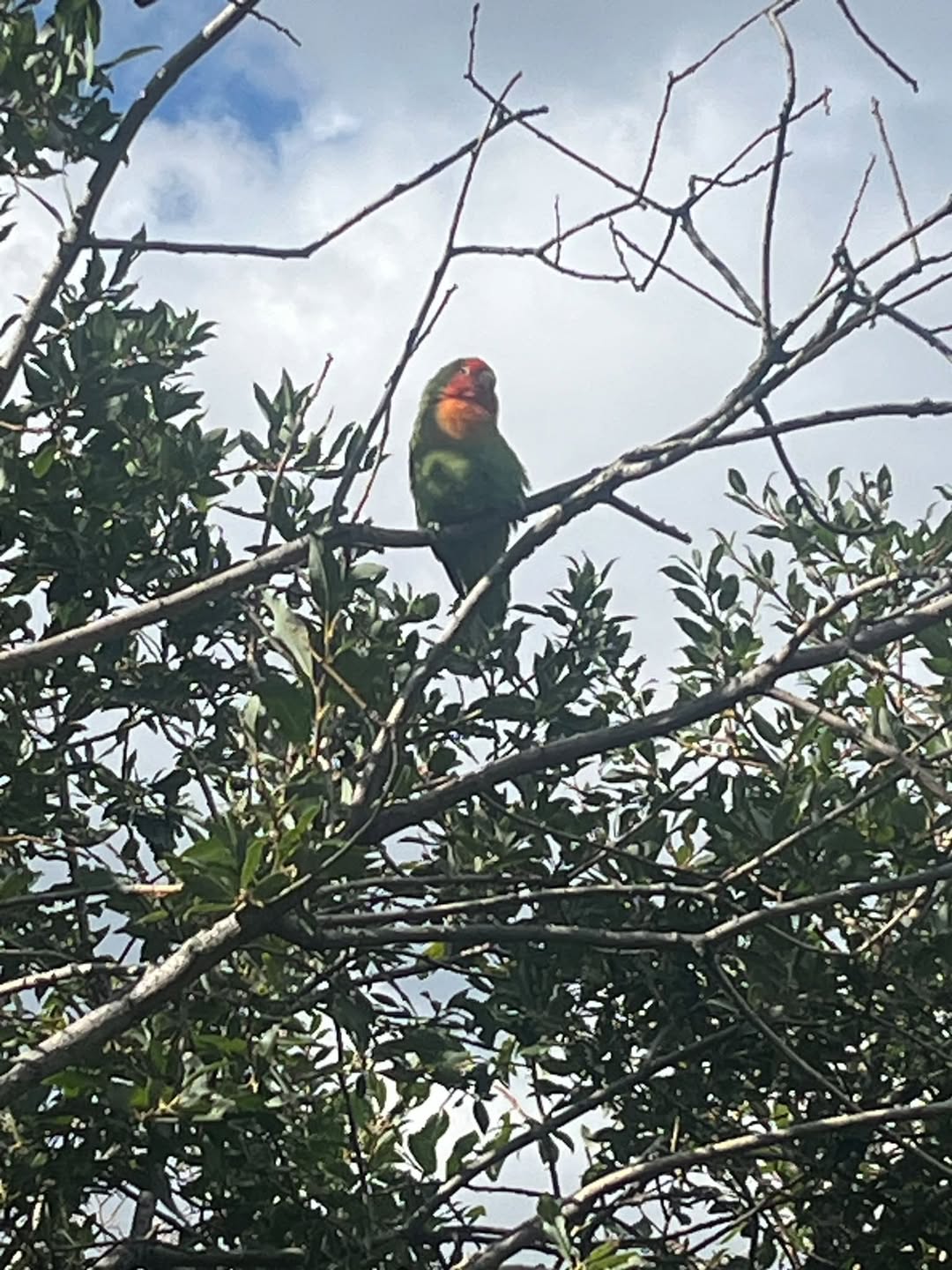 Found bird