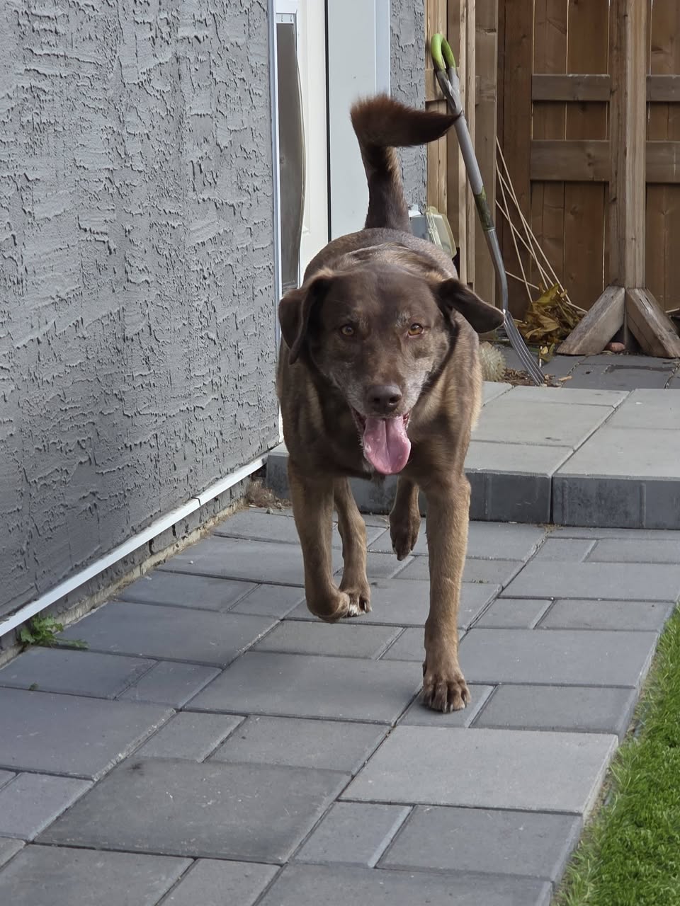 Found dog