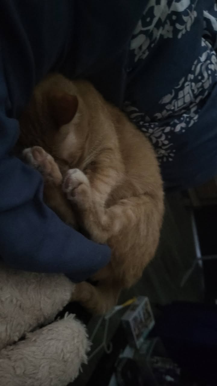 Lost Cat in Somerset-Bridlewood