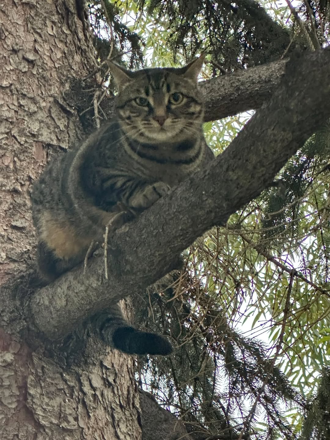 Found cat