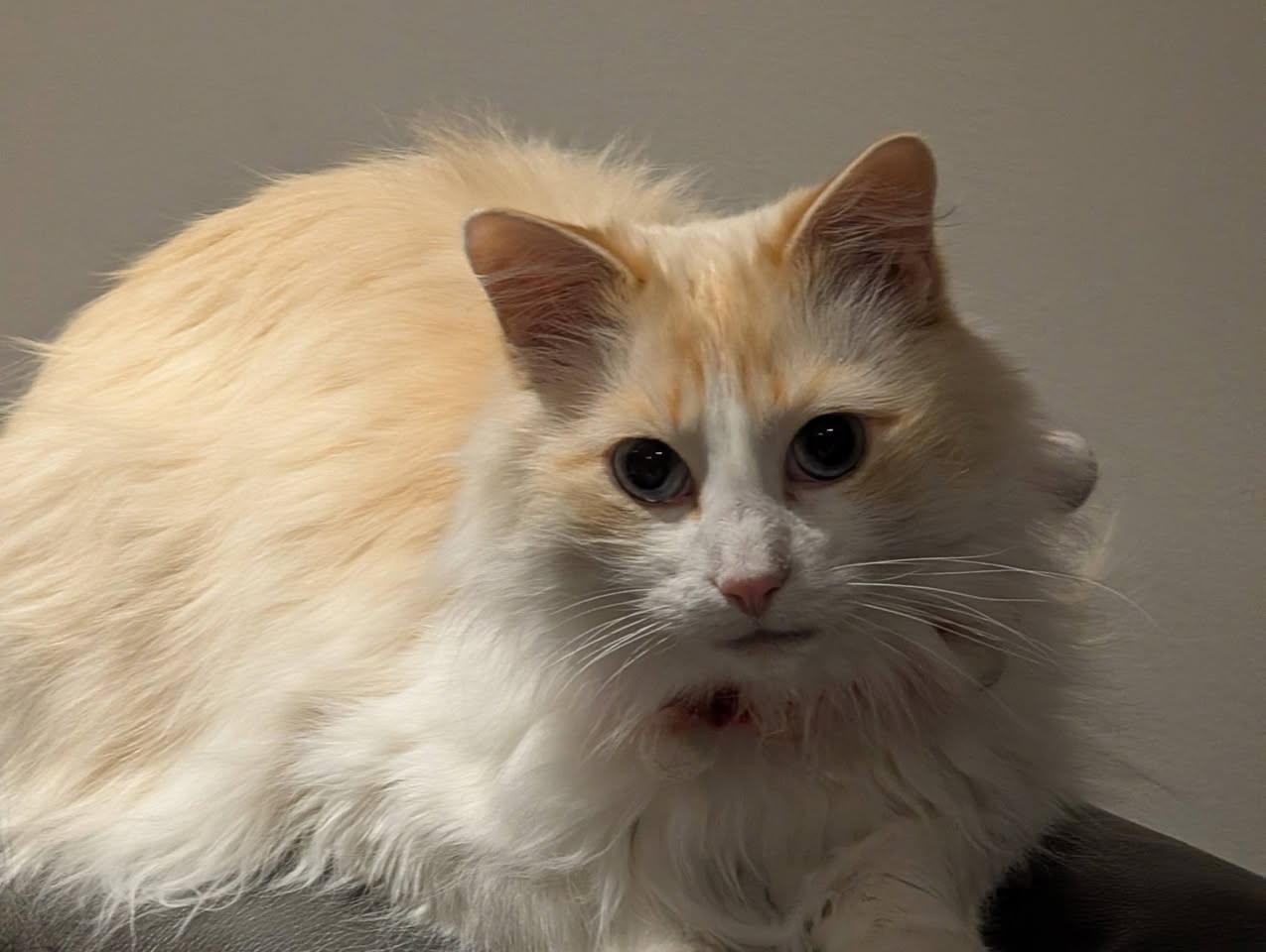 Lost Cat in Legacy Woods Circle