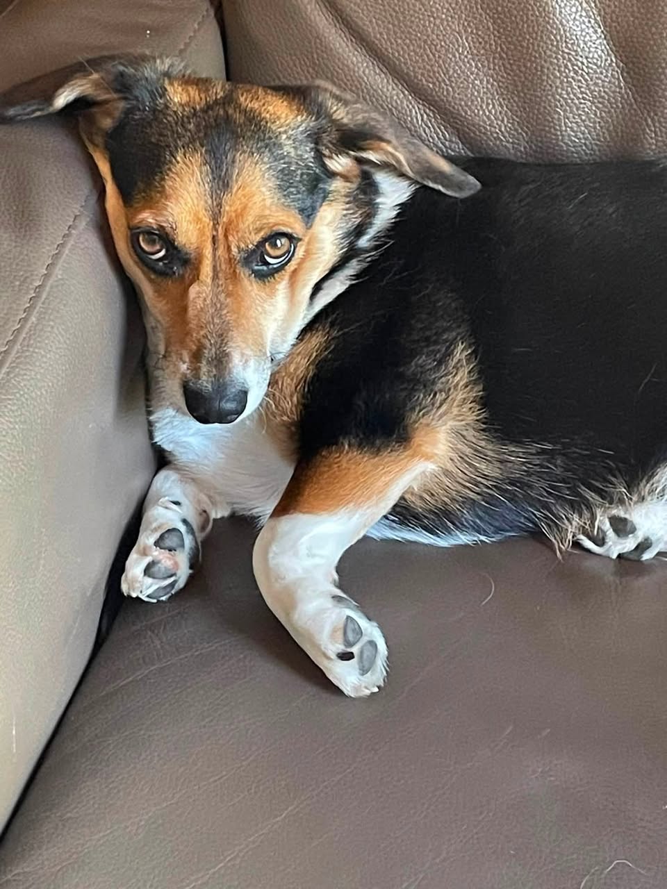 Lost Dog in Brentwood