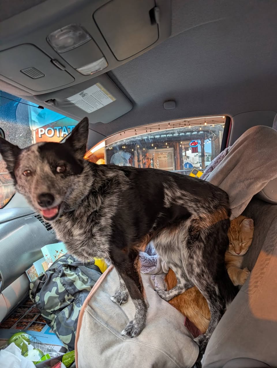 Lost Dog in Dover